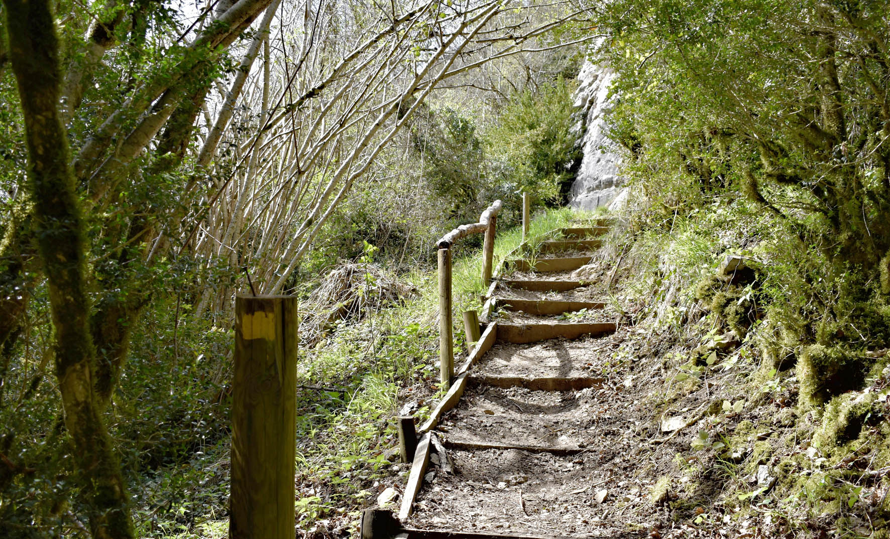 Escalones de madera en un sendero